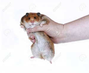 Funny Brown Syrian hamster in a female hand isolated
